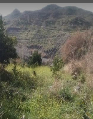 زمین