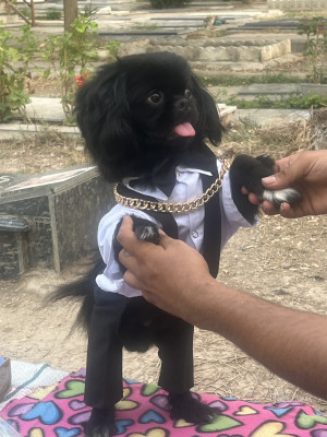 سگ پاکوتاه پیکنز شیطون